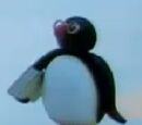 Pongi