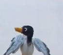 The Seagull