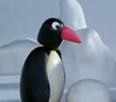 Pingo