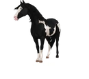 American Paint Horse